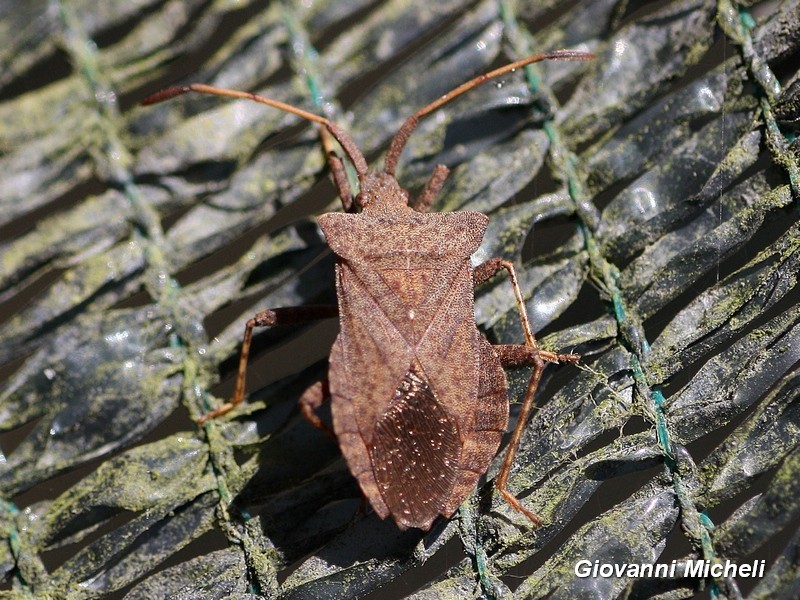 Coreidae:  Coreus marginatus